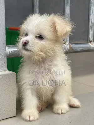 1-3 months Female Purebred Lhasa Apso