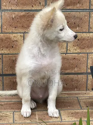 1-3 months Male Purebred American Eskimo