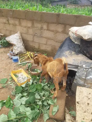 Male Goat for Sale
