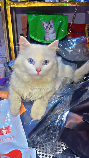 1+ year Male Purebred Persian