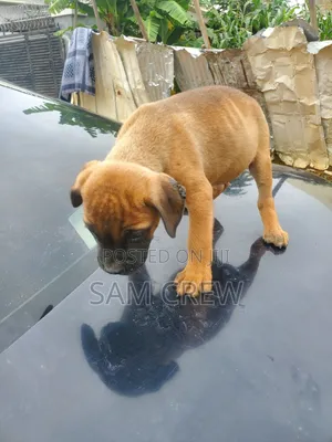 1-3 months Male Purebred Boerboel