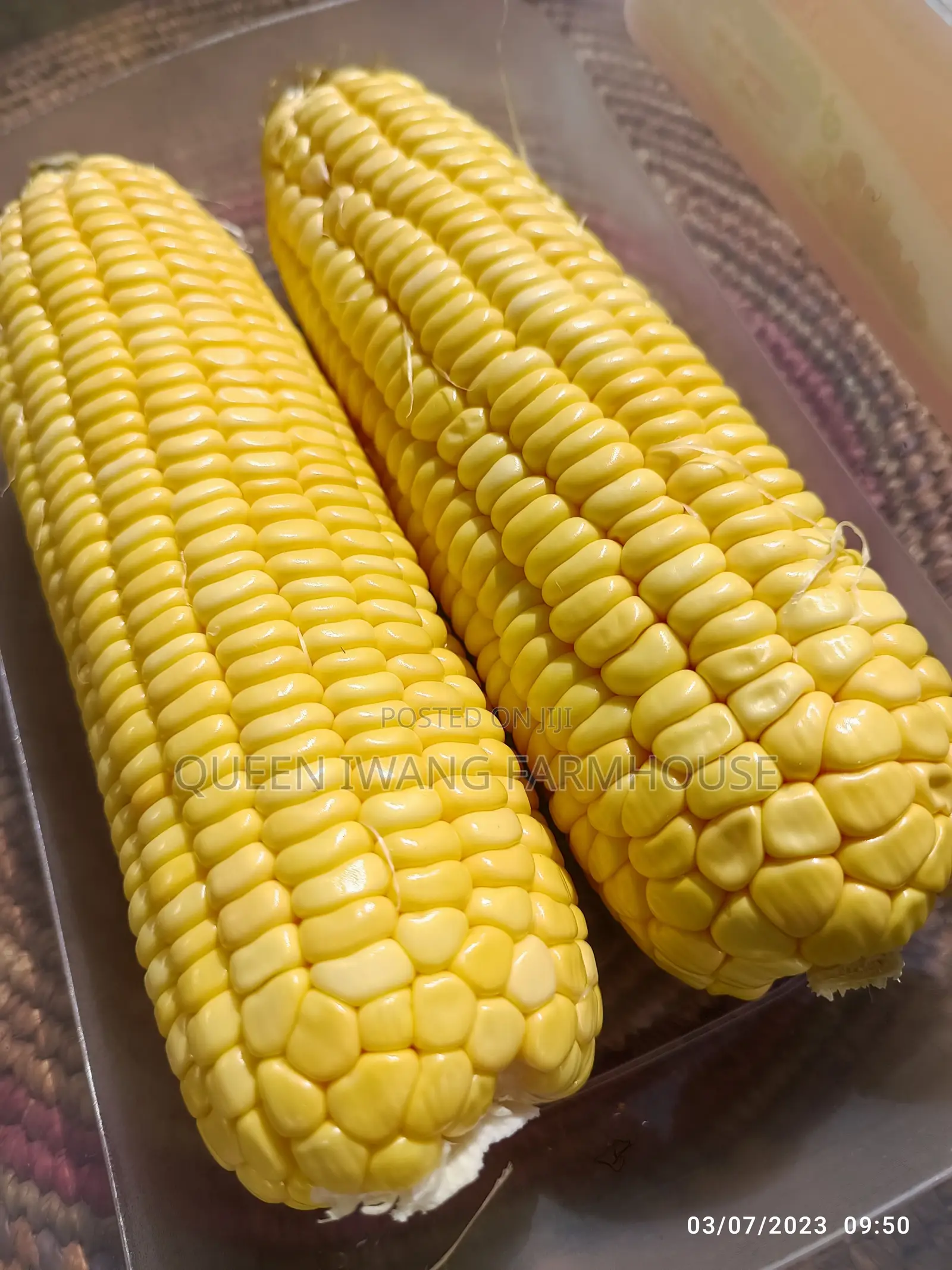 Fresh Sweet Corn