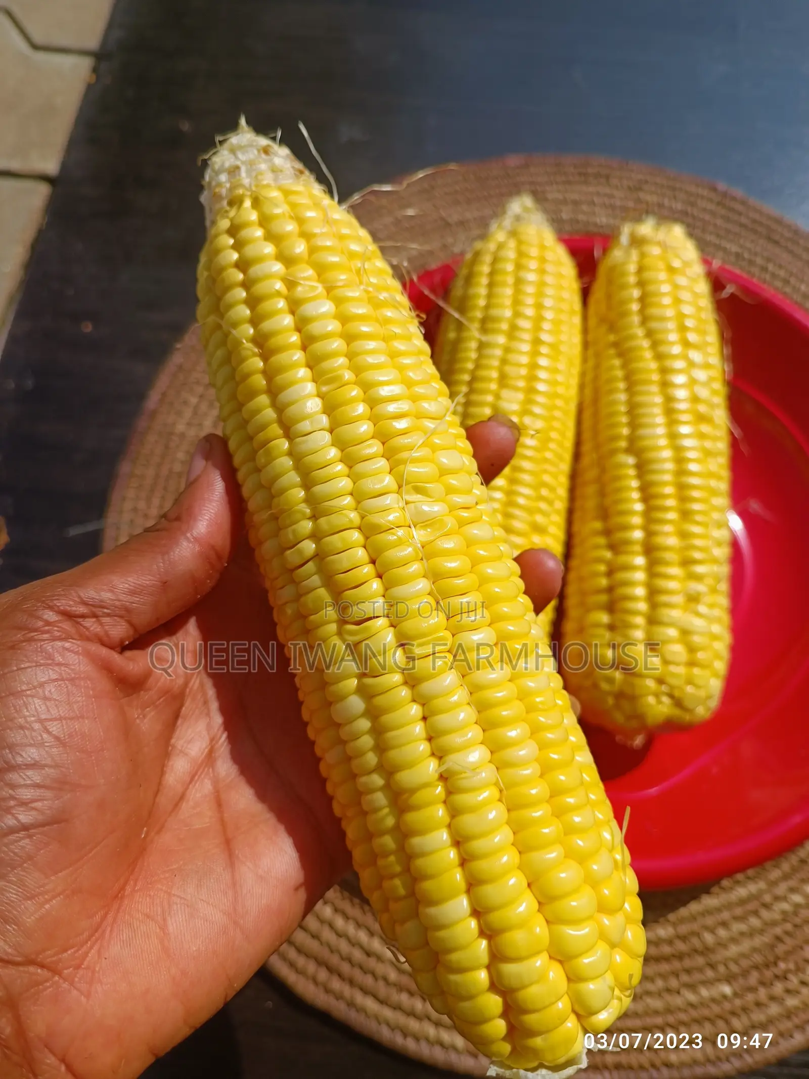 Fresh Sweet Corn