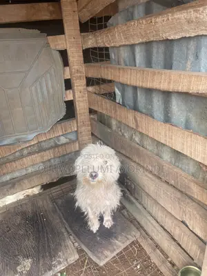 1+ year Female Purebred Lhasa Apso
