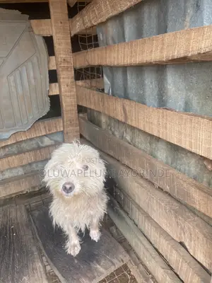 1+ year Female Purebred Lhasa Apso