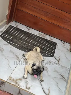 1+ year Female Purebred Pug