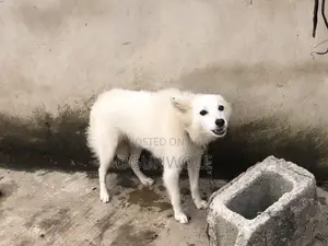 6-12 months Male Purebred American Eskimo