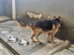 1+ year Female Purebred German Shepherd