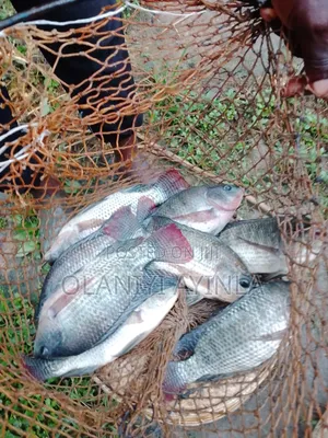 Life Tilapia Fish and Cat Fish