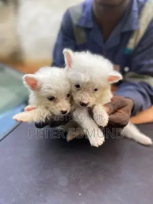 1-3 months Male Purebred American Eskimo