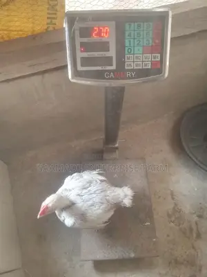 Broilers for Sale
