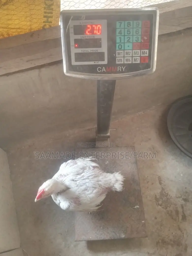 Broilers for Sale