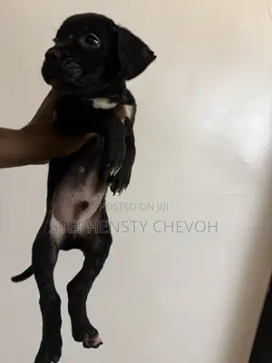 1-3 months Male Purebred Cane Corso