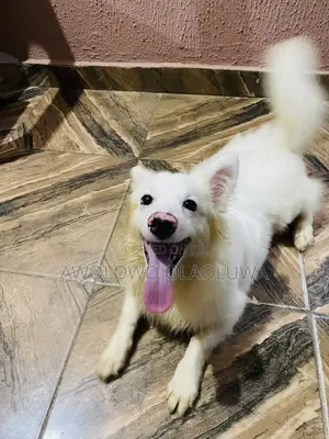 3-6 months Male Purebred American Eskimo