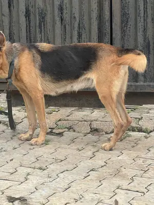 1-3 months Female Purebred German Shepherd