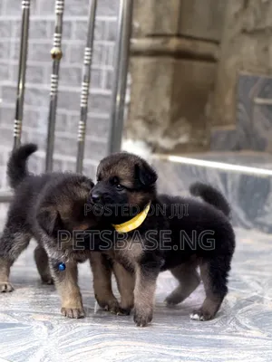 1-3 months Female Purebred German Shepherd
