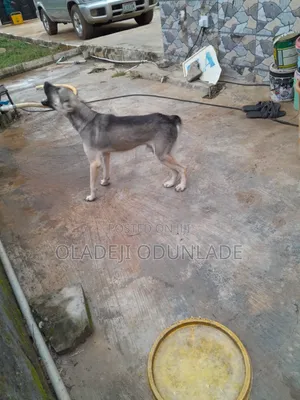 6-12 months Male Mixed Breed German Shepherd