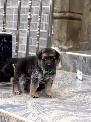 1-3 months Male Purebred German Shepherd