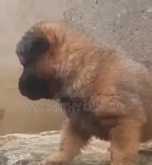 1-3 months Male Purebred Chow Chow