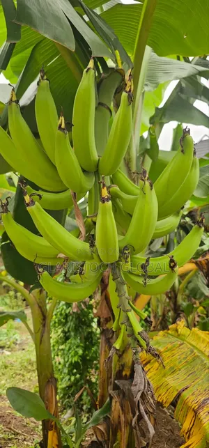 Plantain Suckers Elephant Giant( Bulk) Only