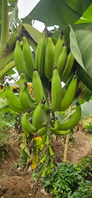 Plantain Suckers Elephant Giant( Bulk) Only