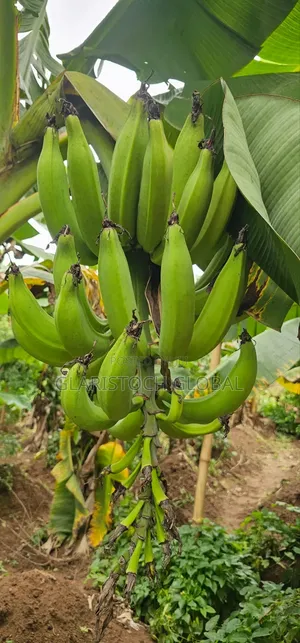 Plantain Suckers Elephant Giant( Bulk) Only