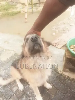 1+ year Male Purebred Caucasian Shepherd