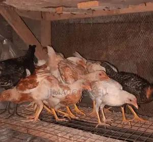 Fulani Chicken
