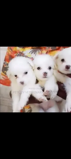 1-3 months Female Purebred American Eskimo