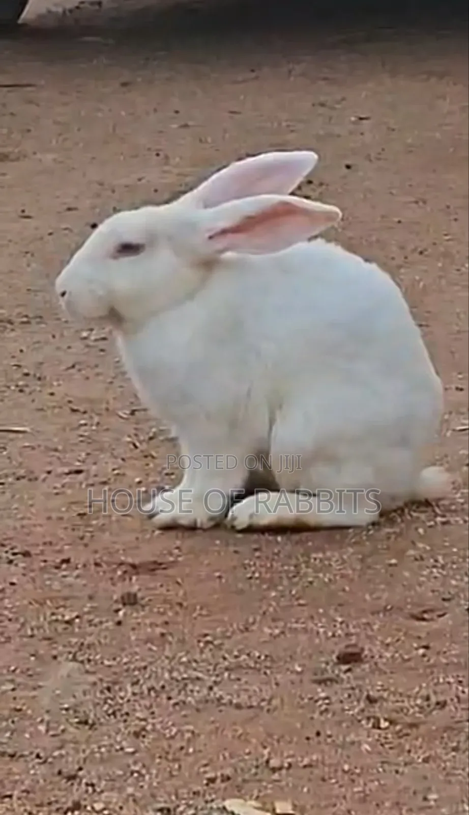 Rabbit Clearance Sale