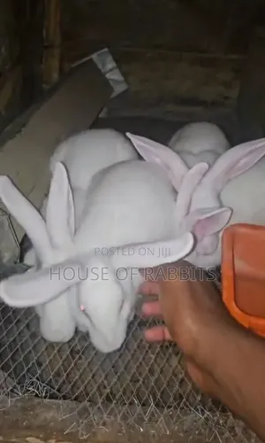 Rabbit Clearance Sale