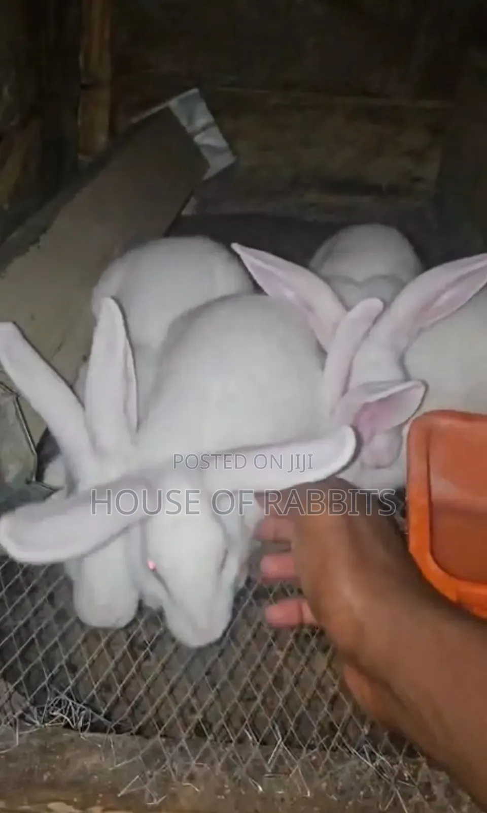 Rabbit Clearance Sale