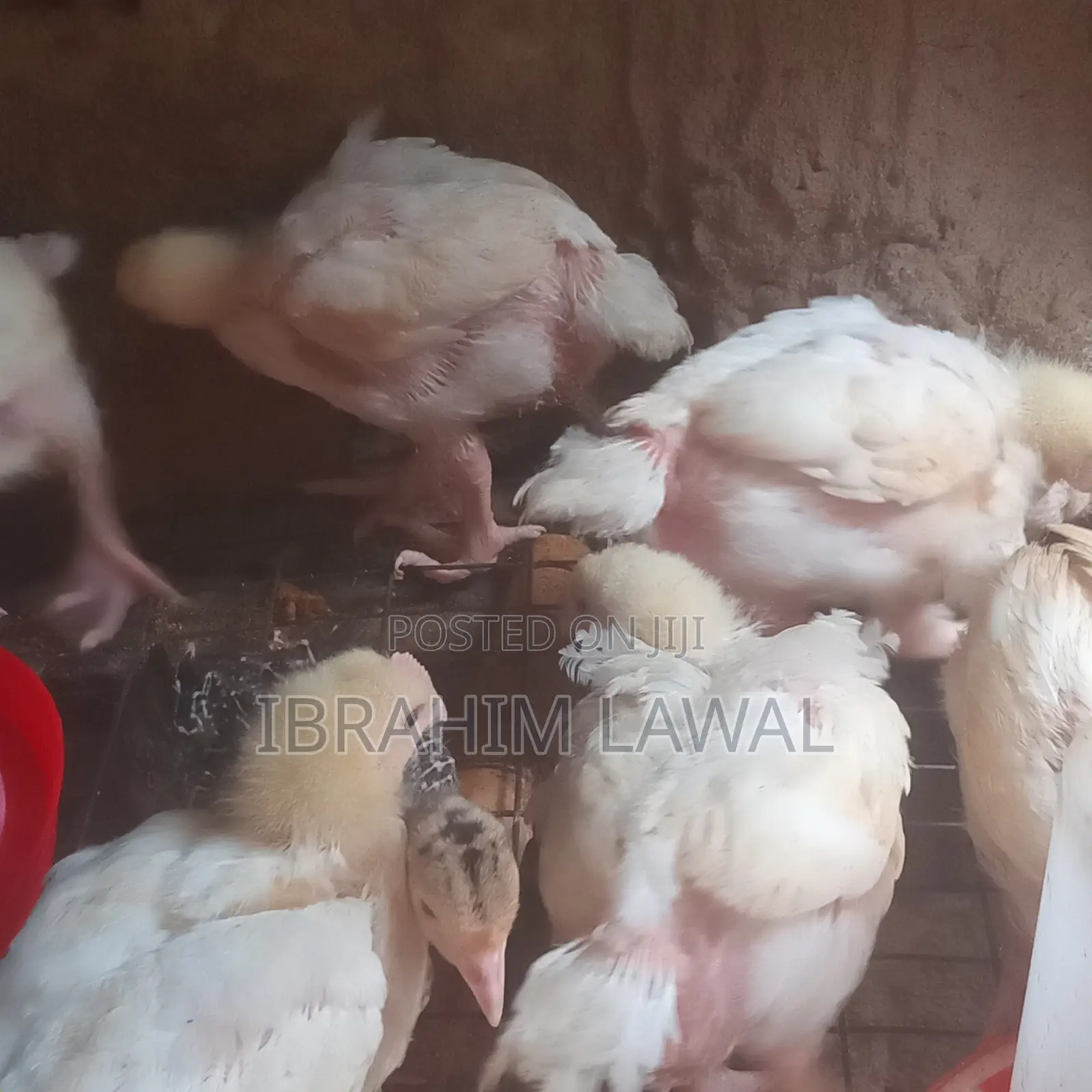 4 Weeks Old Broilers