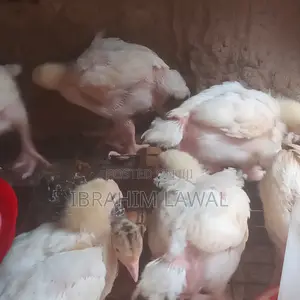 4 Weeks Old Broilers