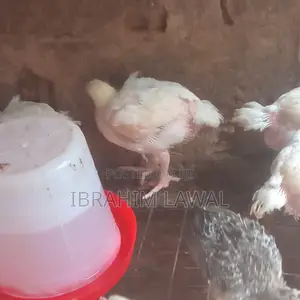 4 Weeks Old Broilers