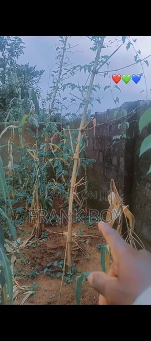 1 1⁄4 Land for Sale at Naze by Ogbo Osisi (Timber Market Owerri)