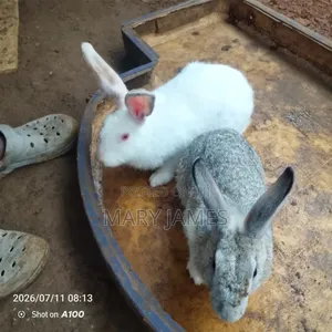 Home Rabbits