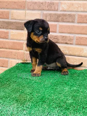 1-3 months Male Purebred Rottweiler