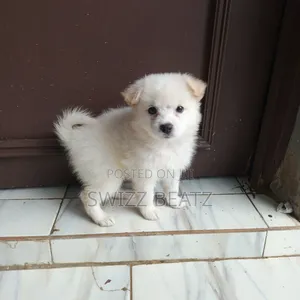 1-3 months Female Purebred American Eskimo