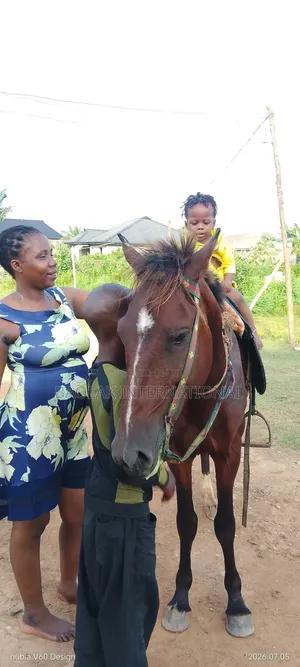 Male Niger Breed Horse
