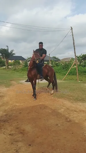 Male Niger Breed Horse