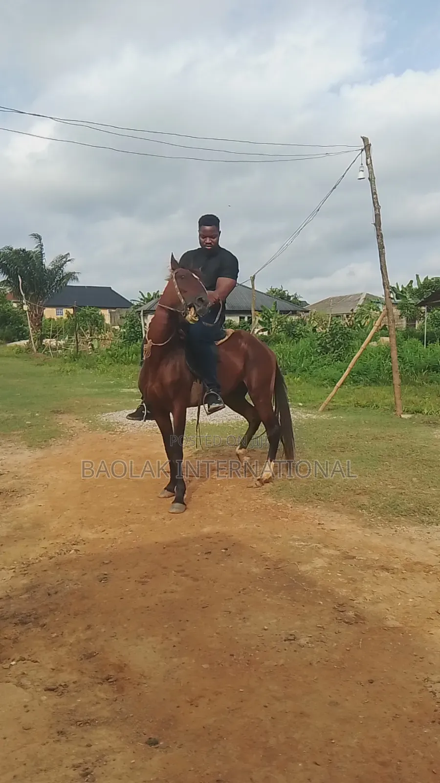 Male Niger Breed Horse