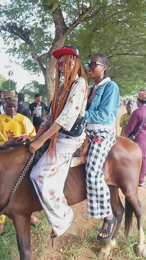 Male Niger Breed Horse