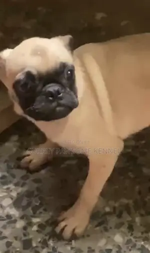6-12 months Male Purebred Pug