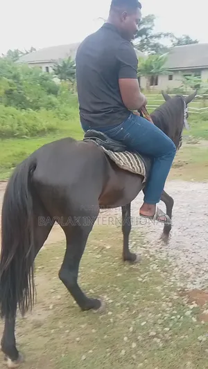 Niger Breed Black Stallion