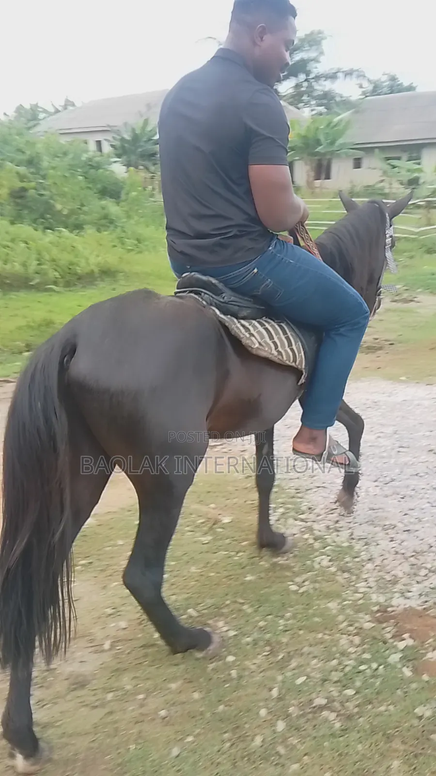 Niger Breed Black Stallion