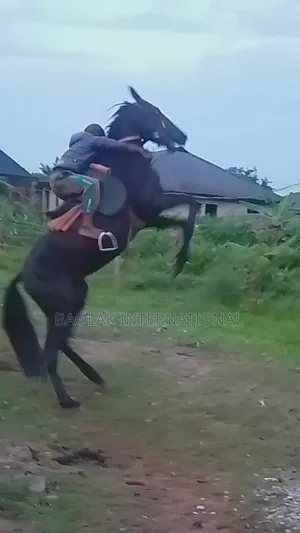 Niger Breed Black Stallion