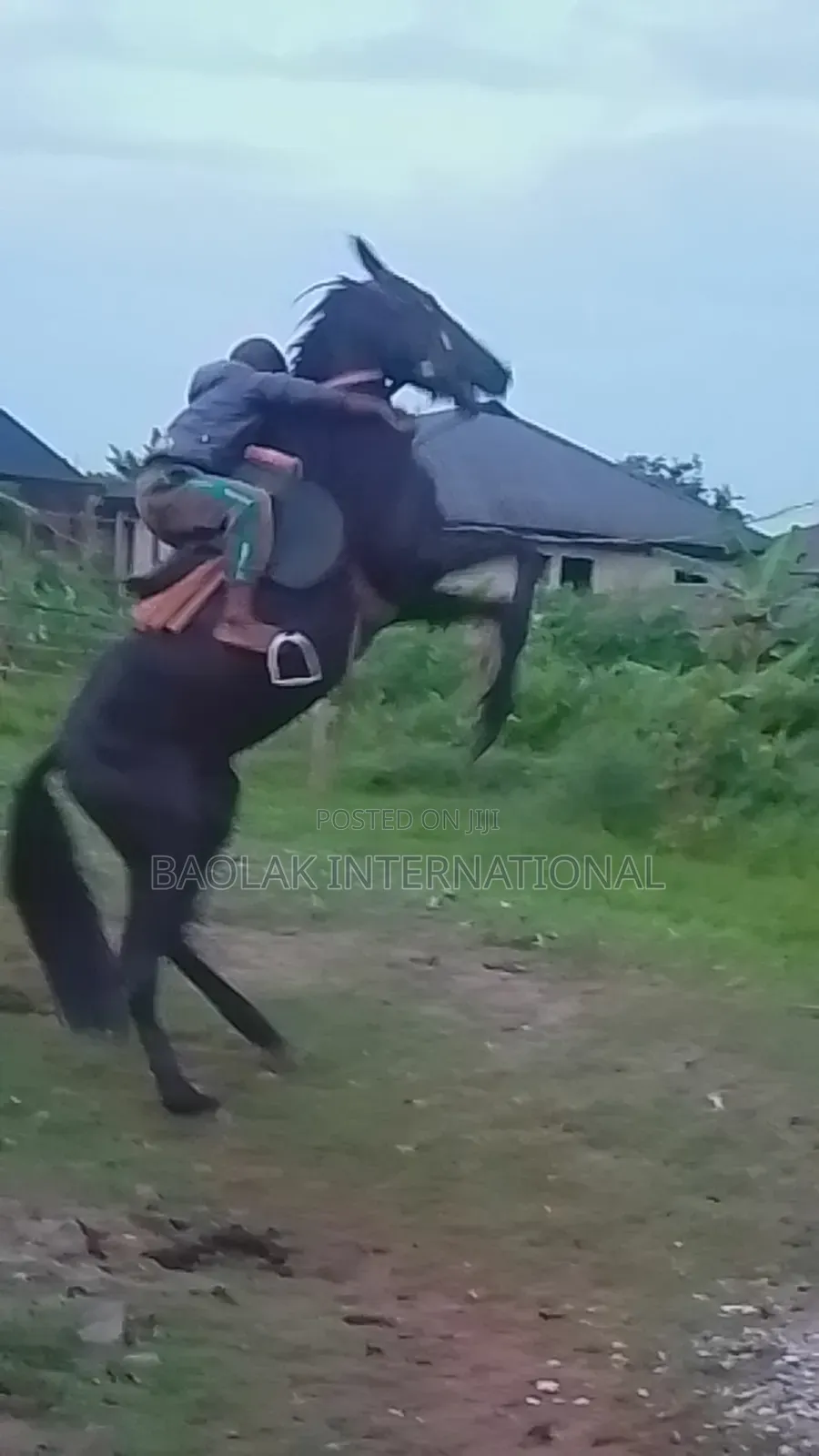 Niger Breed Black Stallion
