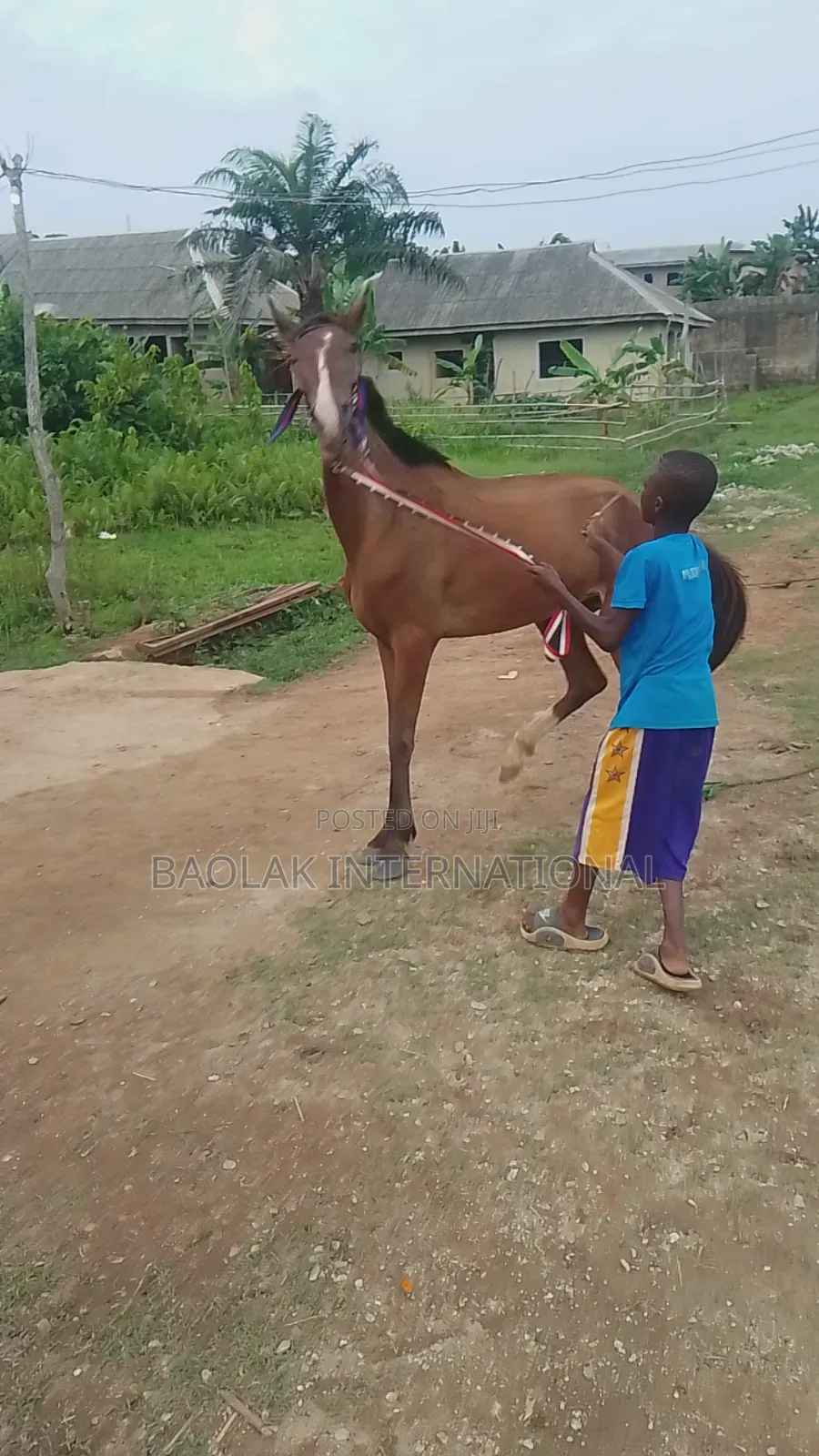 Talented Niger Breed