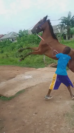 Talented Niger Breed